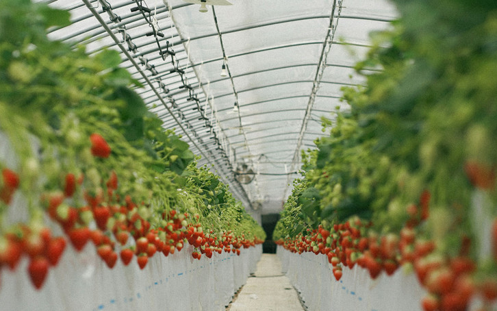 Manchmal werden Erbeeren im Gewächshaus angebaut