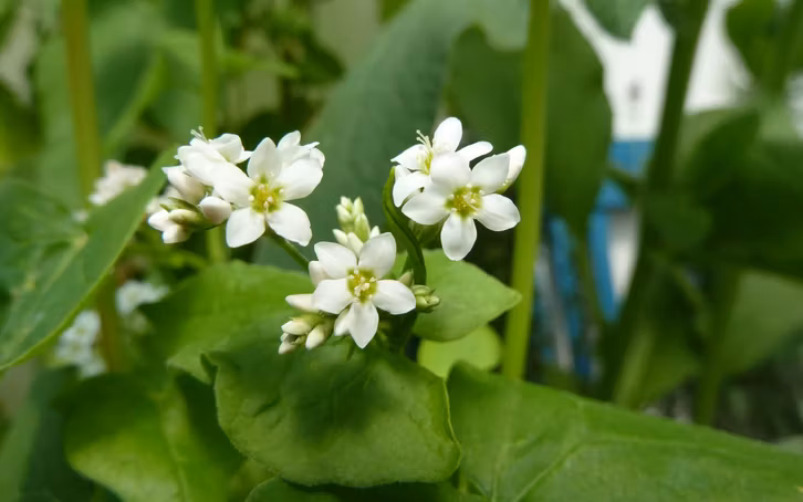 Bienenweide & Essbare Blüten: Buchweizen