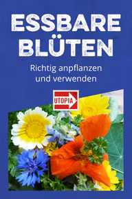 Essbare Blüten: mehr als ein Augenschmaus