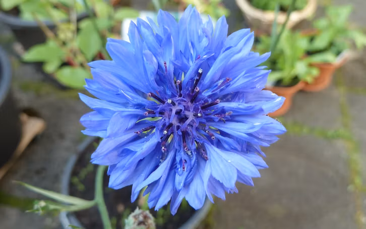 essbare Blüten: Kornblume