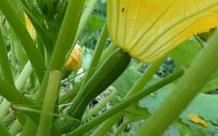 Essbare Blüten, Zucchini Blüte