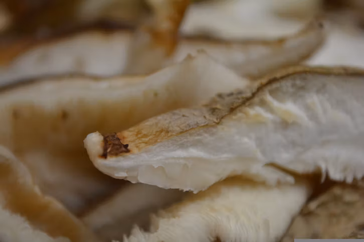 Shiitake-Pilze sind ein pflanzliches Lebensmittel, das Vitamin B12 enthält – allerdings kann unser Körper es nicht aufnehmen.
