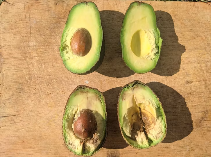 oben-eine-perfekt-gereifte-essbare-avocado-unten-pascal-thiele-utopiade-191023_download Arriba: un aguacate perfecto maduro para comer. Abajo: un aguacate estropeado que está marrón por dentro.