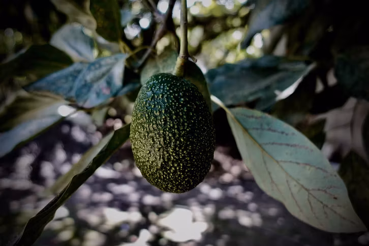 Beim Kauf von Avocados solltest du auf Bio-Zertifizierung und Herkunftsland achten.