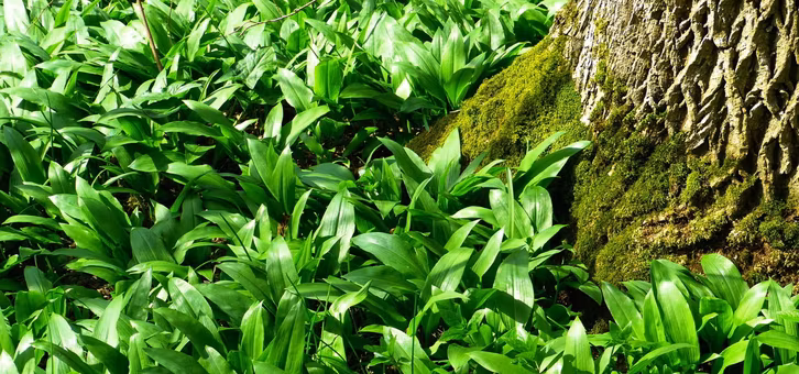 Im Frühjahr duftet der Wald nach Knoblauch.
