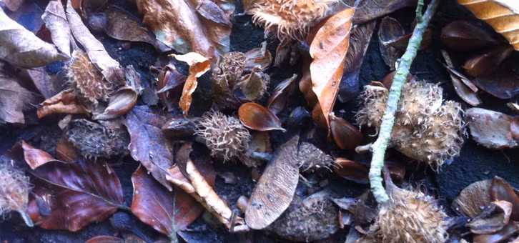 Wer die Augen offen hält kann im Herbst viele Bucheckern auf dem Boden finden.