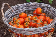 In Körben lassen sich Tomaten gut lagern.