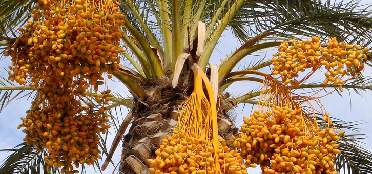 datteln-palme-pb-Simon-170411-1280x600 Datteln: Anbau - Dattelpalme