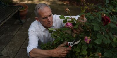 El error que casi todo el mundo comete al cortar las flores marchitas de los rosales en verano