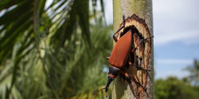 El picudo rojo vuelve a atacar en agosto: la señal en la palmera que debe alertarte de inmediato