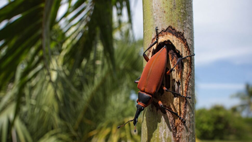 El picudo rojo vuelve a atacar en agosto: la señal en la palmera que debe alertarte de inmediato