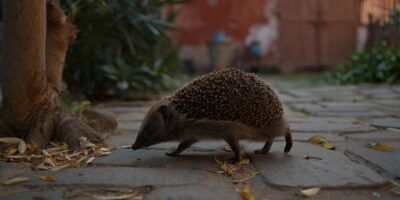 Este pequeño animal nocturno se está instalando en los jardines españoles este verano y nadie lo nota