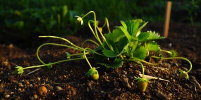¿Hay que cortar los estolones de las fresas en agosto o dejar que enraícen por su cuenta?