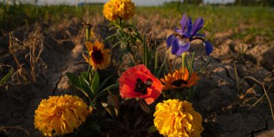 Las 5 flores que siguen floreciendo en plena ola de calor cuando todo lo demás se quema