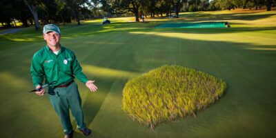 Los encargados de los campos de golf dejan que el césped amarillee a propósito: saben que rebrotará solo