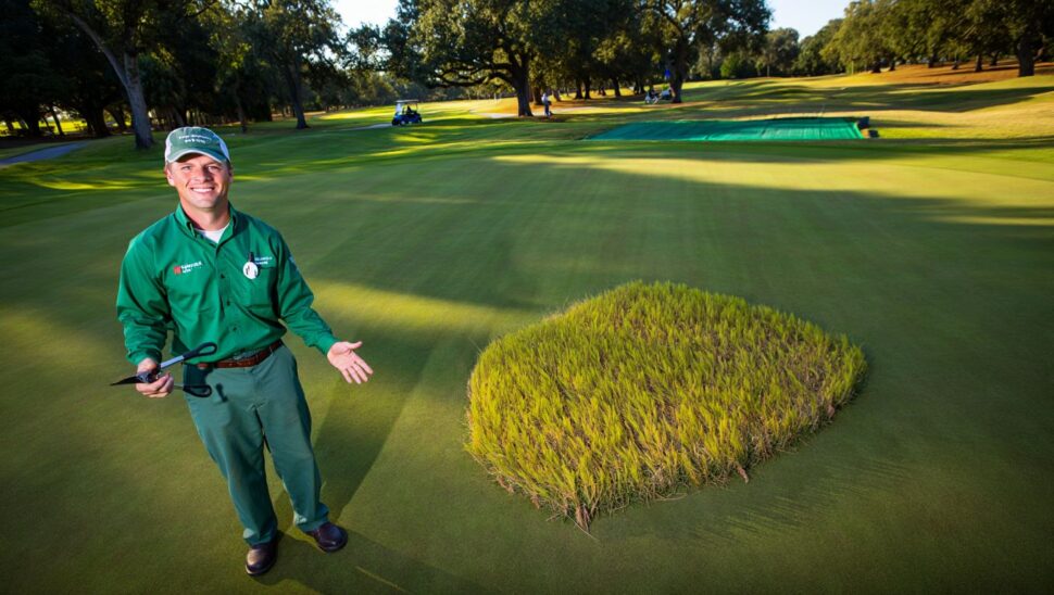 Los encargados de los campos de golf dejan que el césped amarillee a propósito: saben que rebrotará solo