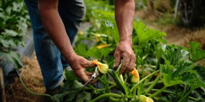 Los horticultores nunca despuntan los calabacines en verano: esto es lo que hacen en su lugar