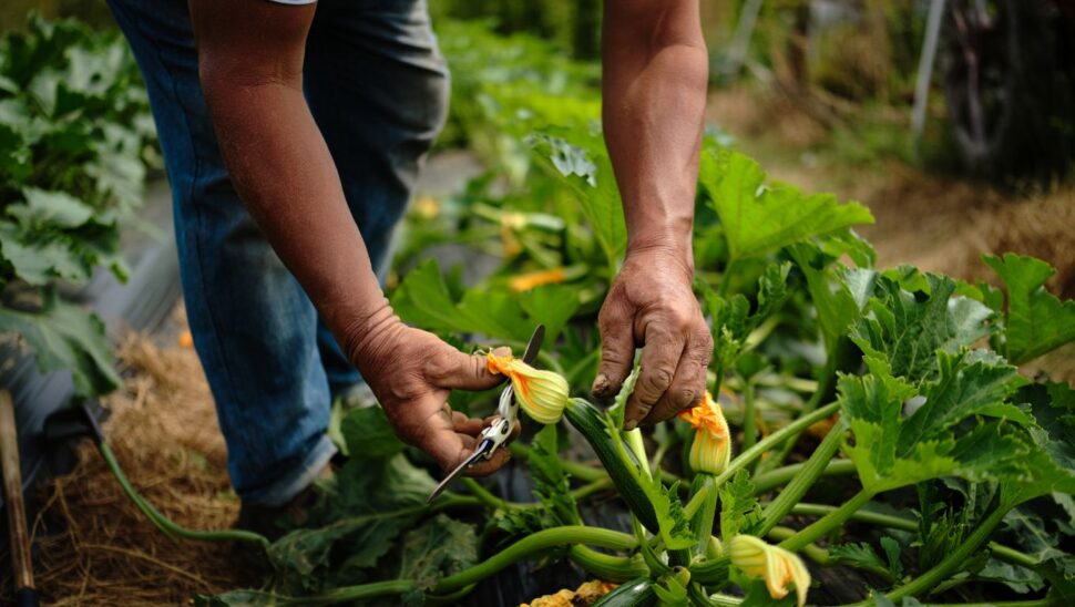 Los horticultores nunca despuntan los calabacines en verano: esto es lo que hacen en su lugar