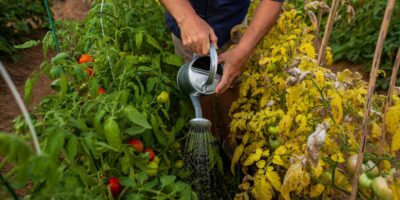 Mis tomateras cogían mildiu cada verano hasta que cambié un solo hábito de riego