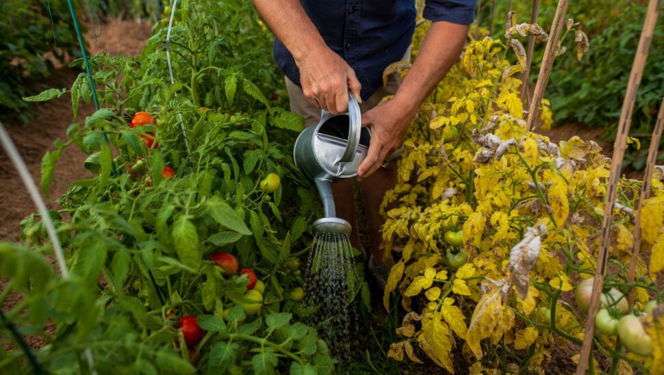 Mis tomateras cogían mildiu cada verano hasta que cambié un solo hábito de riego