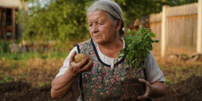 Nuestras abuelas enraizaban los rosales en agosto con una simple patata y el truco sigue funcionando