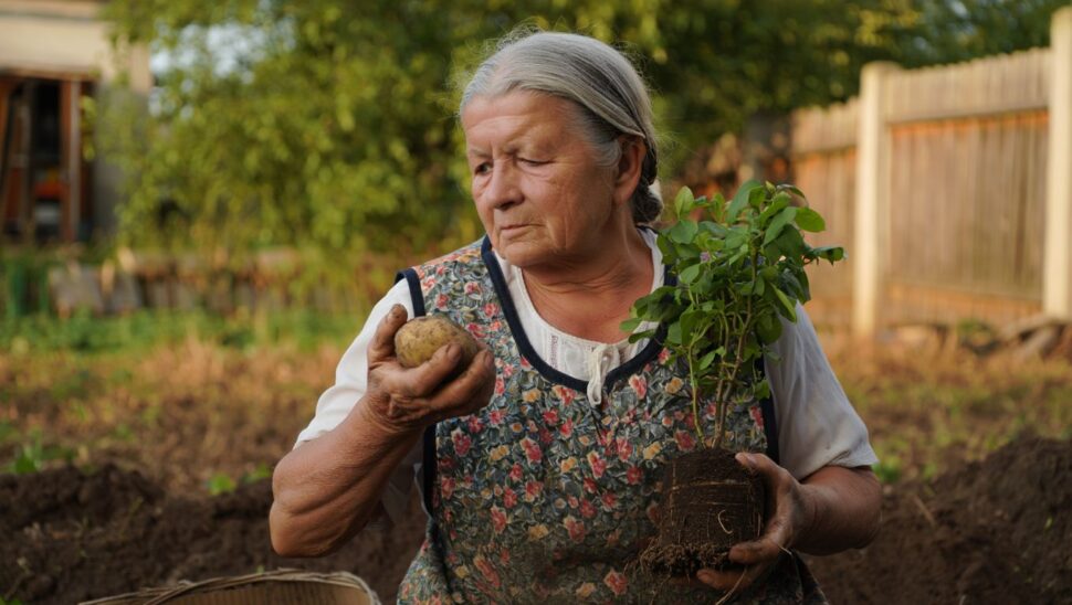 Nuestras abuelas enraizaban los rosales en agosto con una simple patata y el truco sigue funcionando