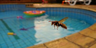 ¿Por qué la avispa asiática ronda tu piscina en agosto y qué es lo que nunca debes hacer?