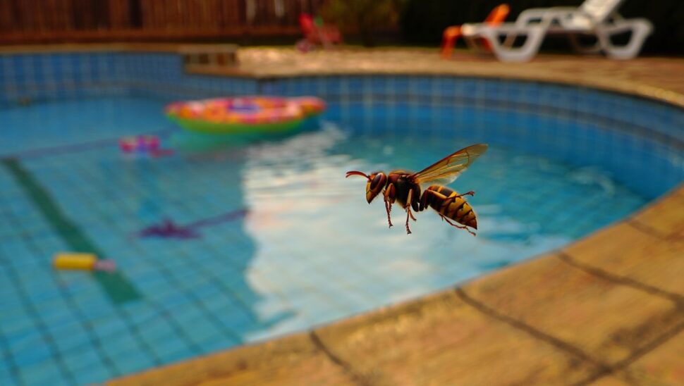 ¿Por qué la avispa asiática ronda tu piscina en agosto y qué es lo que nunca debes hacer?