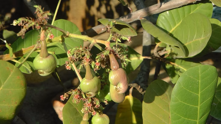 Unreife Cashewäpfel am Baum.
