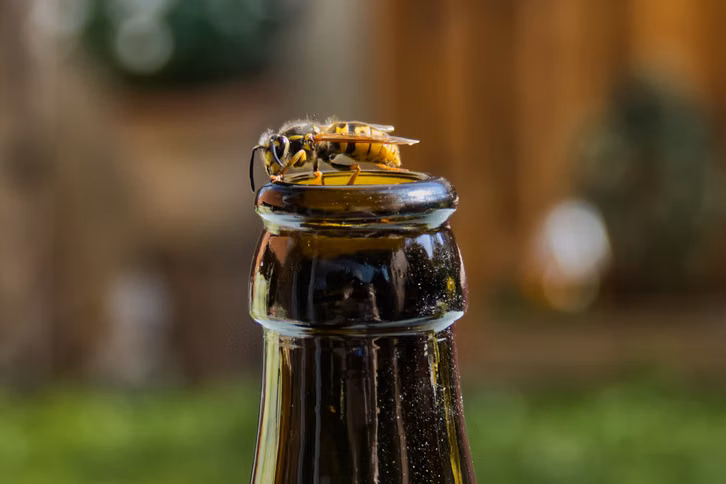 Bedecke Getränke wie Cola Zero, um sie vor Wespen zu schützen.