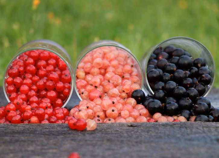 Der Nährstoffgehalt schwarzer Johannisbeeren ist in vielerlei Hinsicht höher als bei anderen Sorten.
