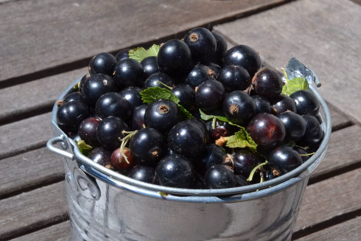 Deine Johannisbeer-Ernte kannst du in vielen leckeren Rezepten verarbeiten.