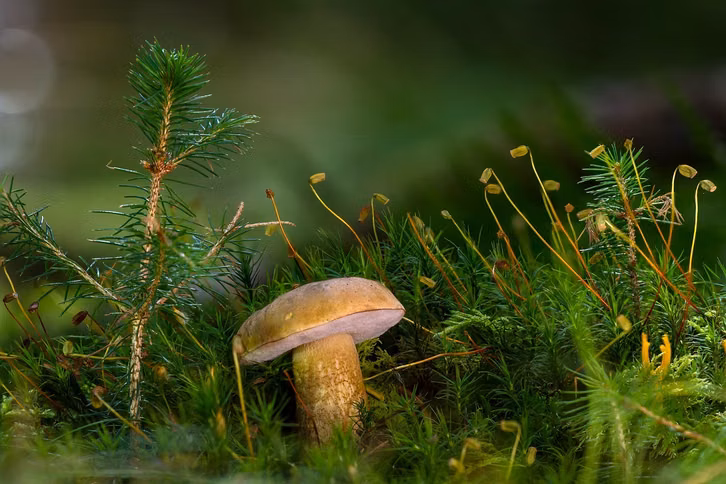 Der Gallenröhrling unterscheidet sich vom Steinpilz durch die rosa Röhren.