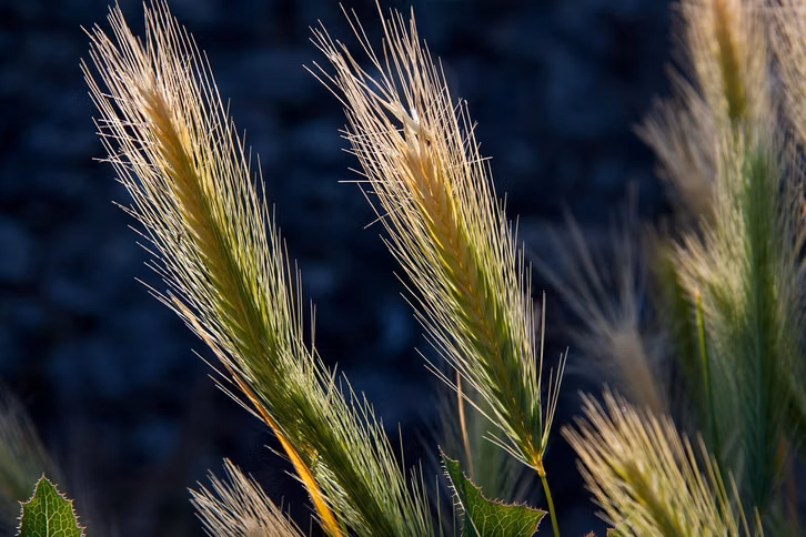 gerstenmehl-liefert-besonders-viele-kohlenhydrate-cc0-pixabay-stux-210226_download Gerstenmehl liefert besonders viele Kohlenhydrate, enthält aber wenig Fett.