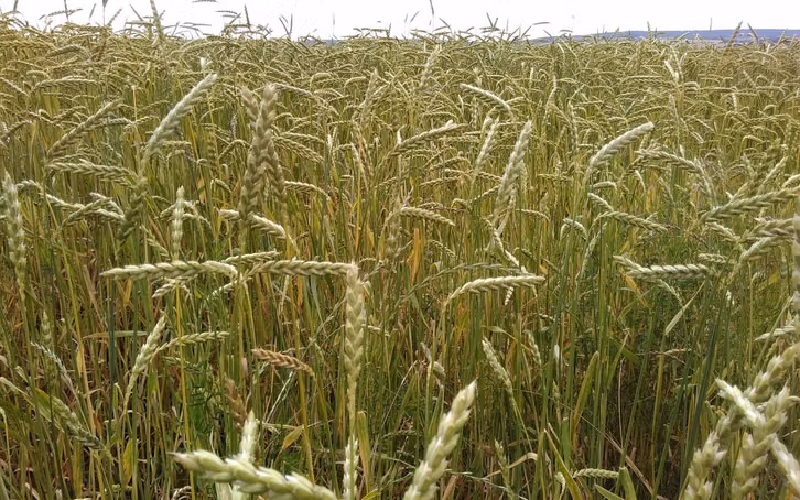 dinkel-aehnelt-aeusserlich-dem-weizen-die-aehren-und-cc0-pixabay-meyer72-180304 Dinkel ähnelt äußerlich dem Weizen, die Ähren und Körner sind aber länger