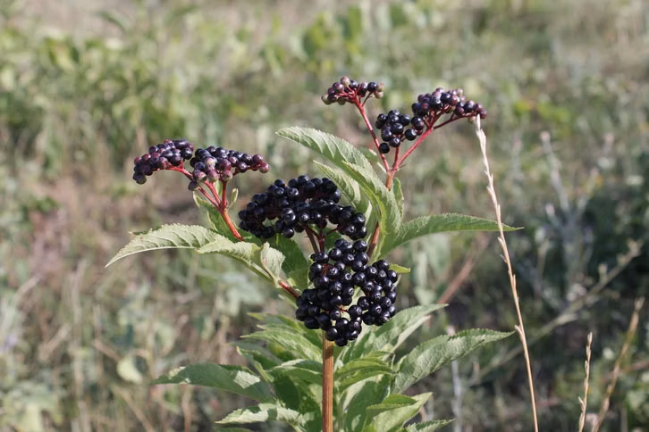 die-holunderbeeren-des-zwerg-holunders-sind-auch-v-cc0-pixabay-byrev-230728_download Die Holunderbeeren des Zwerg-Holunders sind auch verarbeitet noch giftig.