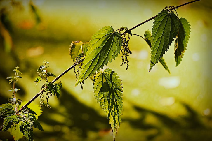 Die Brennnessel ist eine Wildpflanze, die im Herbst essbare Samen trägt