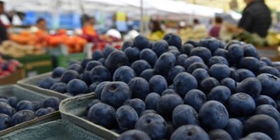 La mejor fruta para el cerebro según los neurólogos y casi nadie la come