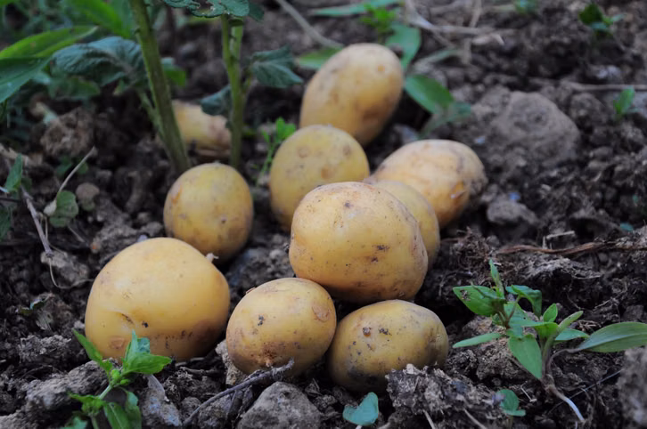 Wenn du den Zitronensaft-Hack nachmachen möchtest, wähle möglichst regionale Bio-Kartoffeln.