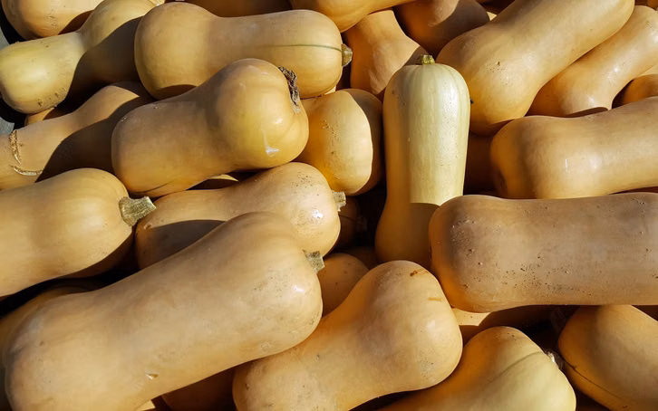 Butternut-Kürbis: mit Schale essbar