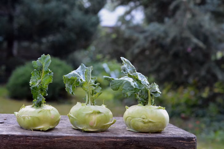 Kohlrabi ist nur eine von vielen leckeren Gemüsesorten für den Herbst.