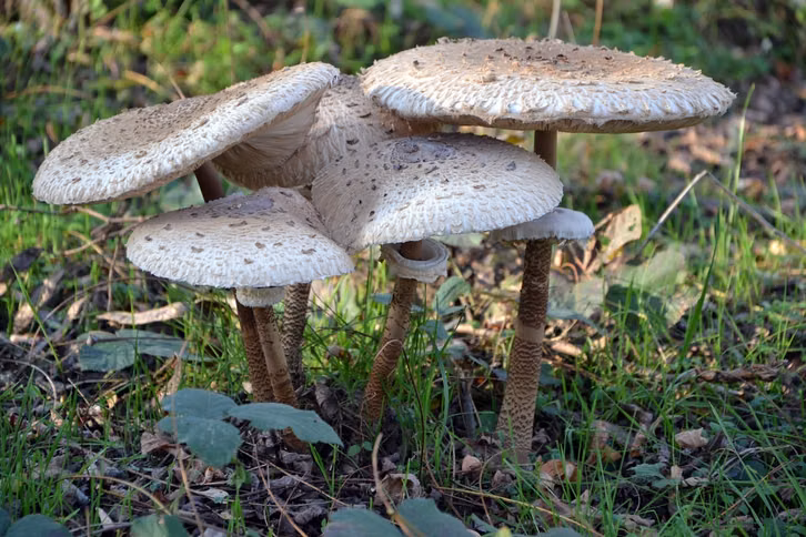 Meist wachsen Parasolpilze einzeln, mitunter aber auch wie hier in kleineren Gruppen.