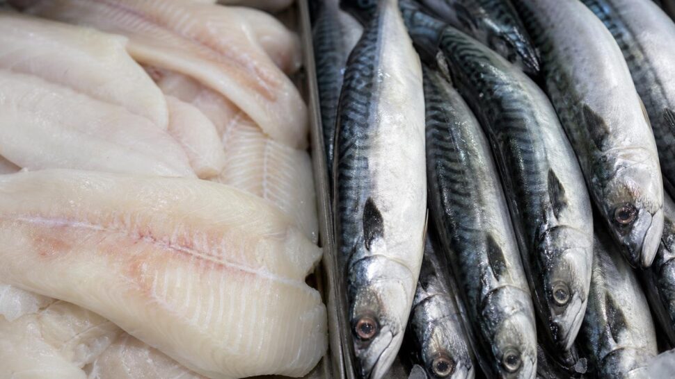 Pescado blanco vs pescado azul: cuál conviene más para el corazón según los cardiólogos